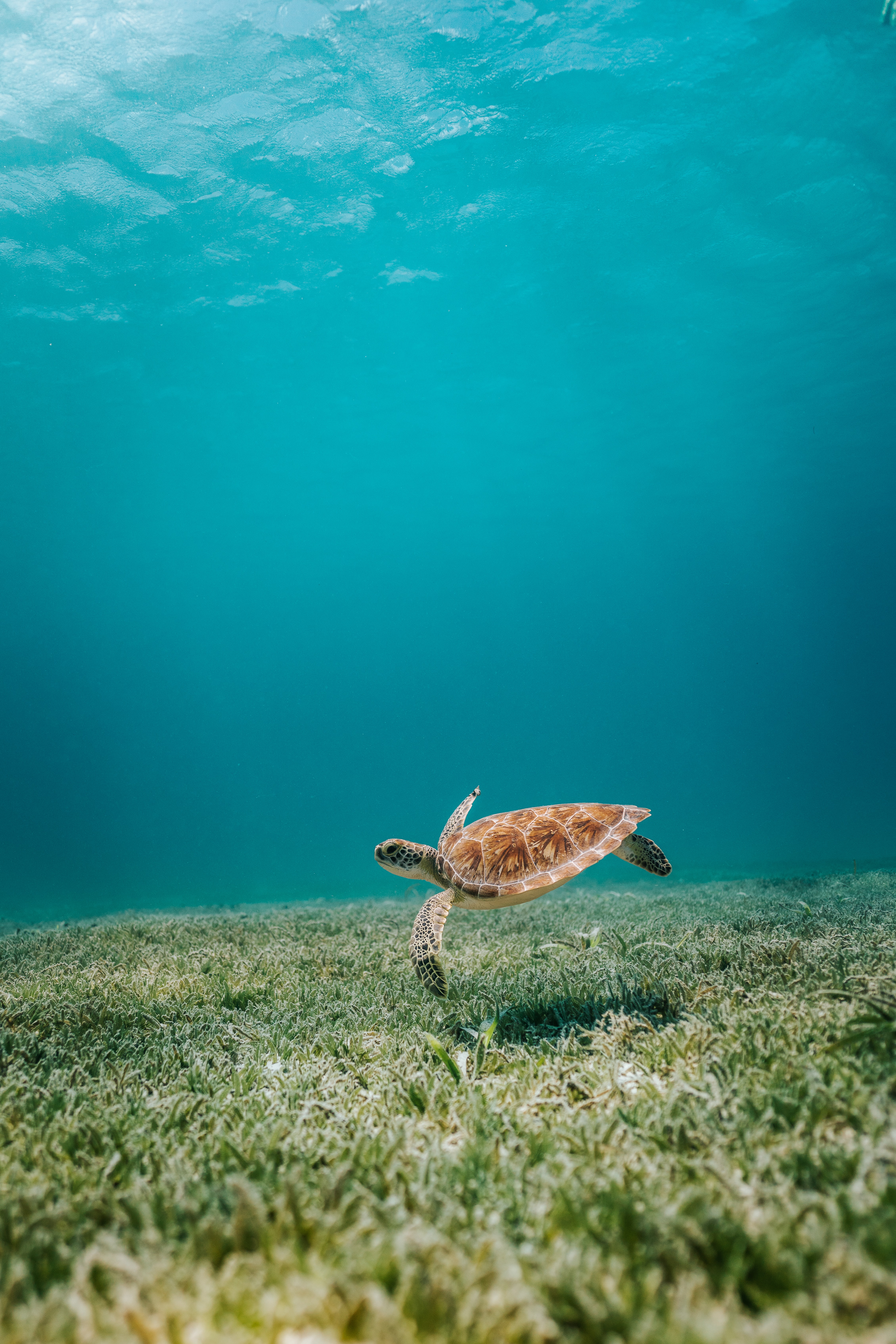 Sea Turtle